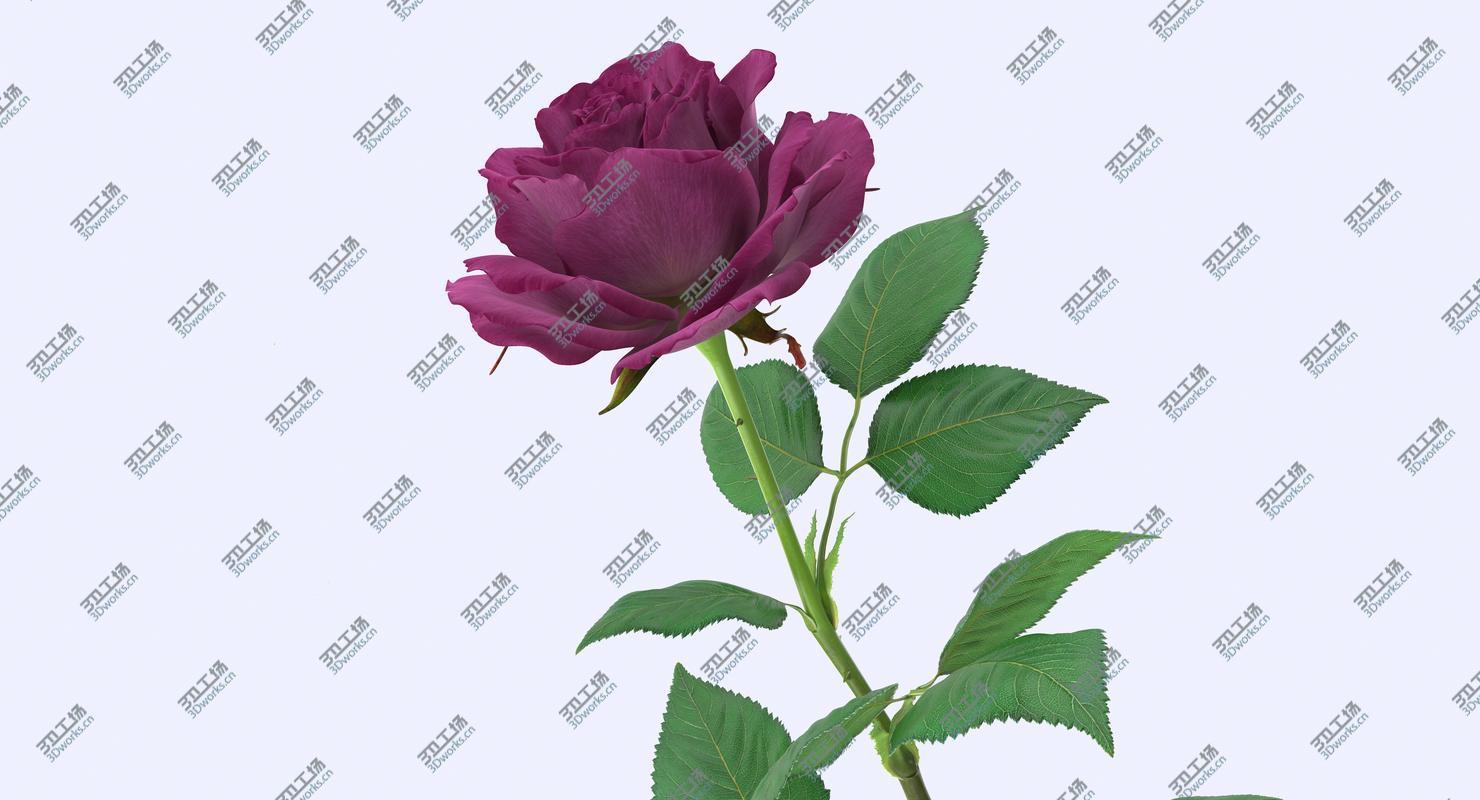 images/goods_img/202105072/Purple Rose/4.jpg
